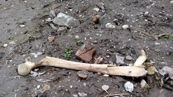 Pri Rusovciach objavili ľudské kosti: Na miesto vyrazil vyšetrovateľ i súdny lekár