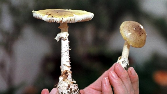 Chodíte na huby? Takto zákerne prebieha otrava muchotrávkou zelenou