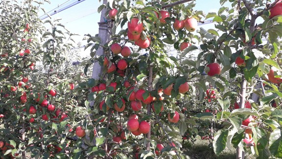 Radíme: Jablká je dobré jesť neošúpané, v šupke je mnoho vlákniny a flavonoidov