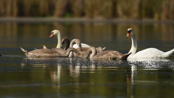 Dojímavé VIDEO: Labute sa snažia prebrať k životu umierajúcu sestru