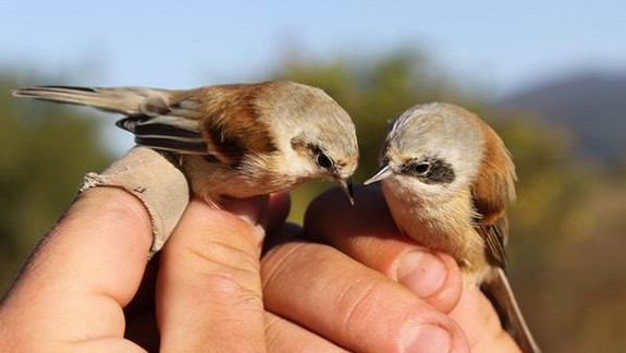 Ornitológovia budú sčítavať vtáctvo na kŕmidlách - viete, aká potrava operencom škodí?