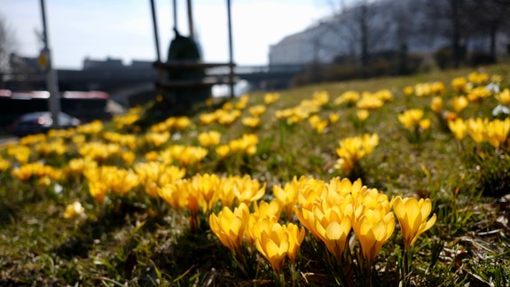Rozmýšľate, čo zasadiť do predzáhradky či na balkón? Príďte sa inšpirovať