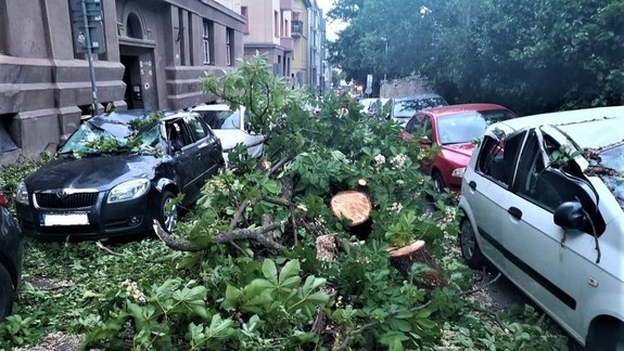 V Starom Meste kontrolujú stromy pri škole i škôlke