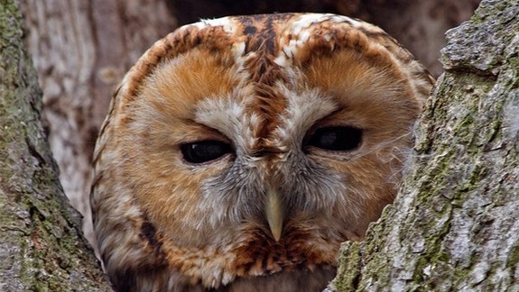 Lákavé vychádzky: Spoznajte tajuplné sovy žijúce v mestských lesoch