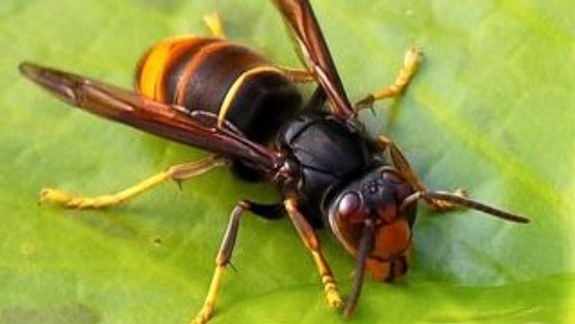 Slovenský Červený kríž radí: Čo robiť po uštipnutí hmyzom?