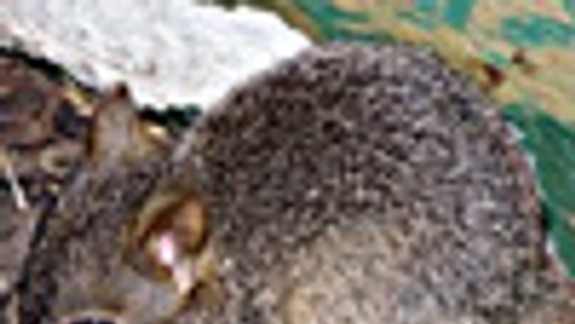 V ZOO sa narodilo mláďa potkanokengury