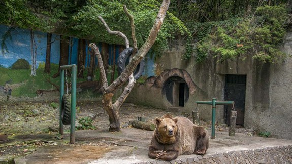 Obyvatelia Ukrajiny budú mať bezplatný vstup do zoo len cez týždeň