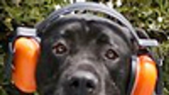 Psíky trpeli, ich majitelia sa však zabávali