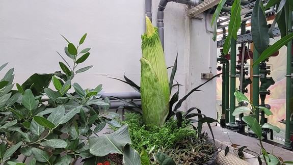 Veľká chvíľa sa blíži: V Botanickej záhrade vykvitne vzácny zmijovec, už mu merajú teplotu