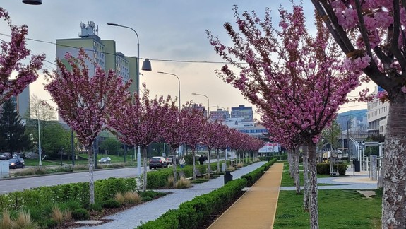 Zapojíte sa? Klub dobrej fotografie vyhlásil celoslovenskú fotosúťaž Sakury na Slovensku 2025