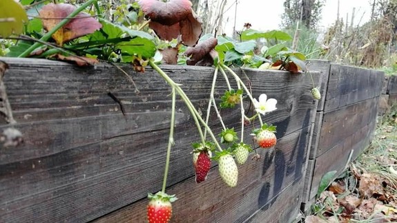 FOTO: V Bratislave sme sa v jeden deň mohli tešiť z prvého snehu, ale aj dozrievajúcich jahôd!