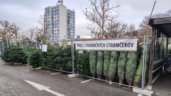 Aby ste sa vyhli pokute: Ako správne prepraviť vianočný stromček?