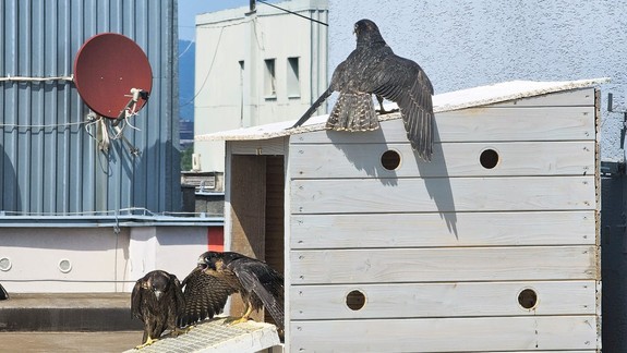Petržalka nasadila na boj s holubmi sokoly. Zvládnu život na sídlisku? Pýtali sme sa sokoliara