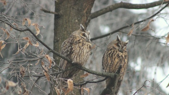 Uškaté sovy pomaly opúšťajú sídliská