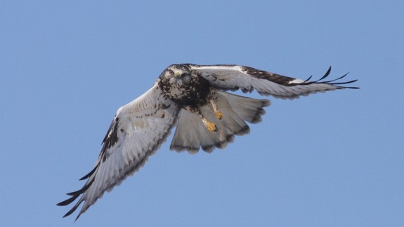 Vedeli ste, že v bratislavskom lesoparku sa vyskytuje až deväť druhov dravých vtákov?