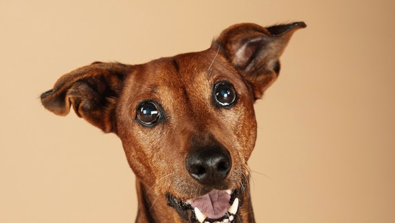 Bratislavský fotograf vytvára unikátne portréty psov, ktoré vám vyčaria úsmev na tvári