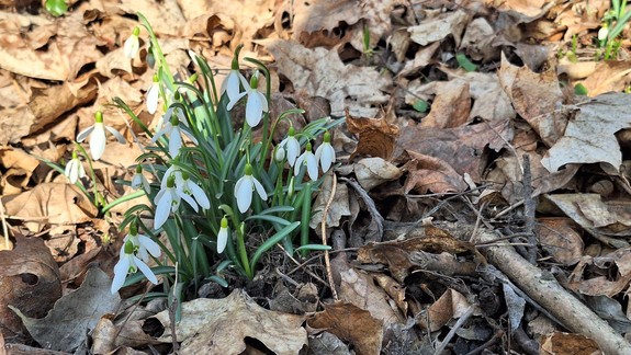 Vedeli ste? Snežienky je zakázané úmyselne trhať či zbierať, hroziaca pokuta je vysoká