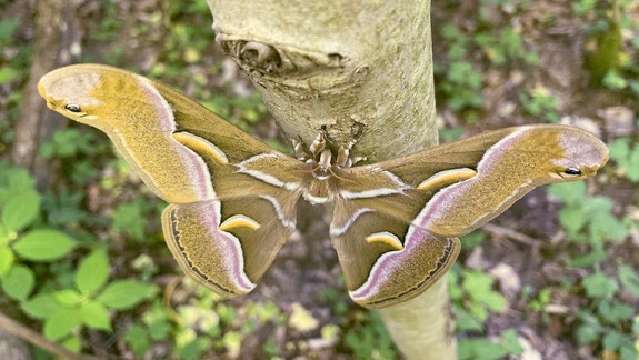 Nádhera: V okolí Rusoviec našli obrovského exotického motýľa