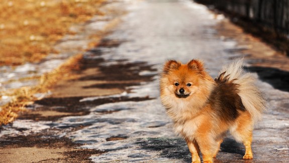 Posypová soľ je nebezpečná pre psie labky: Toto urobte po každej prechádzke