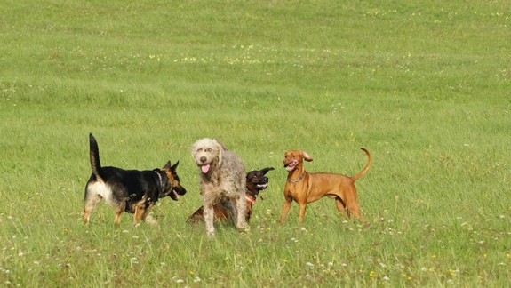 Vedeli ste, že výška dane za psa závisí od toho, v ktorej časti mesta bývate?