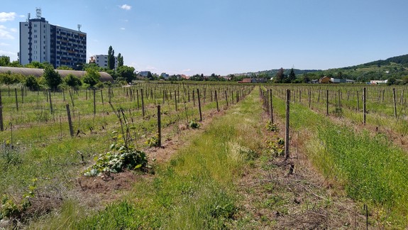 Karanténa z dôvodu zlatého žltnutia viniča platí v deviatich okresoch