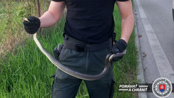 Kuriózny zásah policajtov: Riešili hada, ktorý pred nákupným centrom vliezol do auta