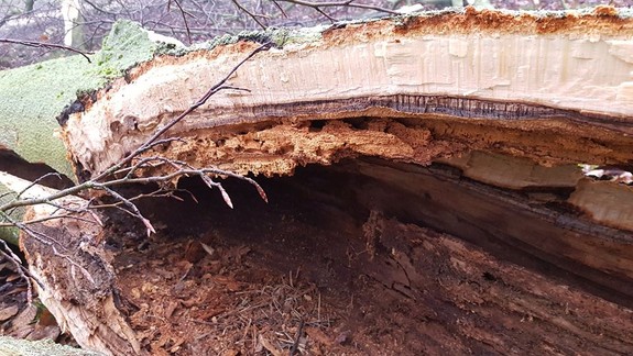 Mestské lesy začali s odstraňovaním suchých a nebezpečných stromov pri chodníkoch