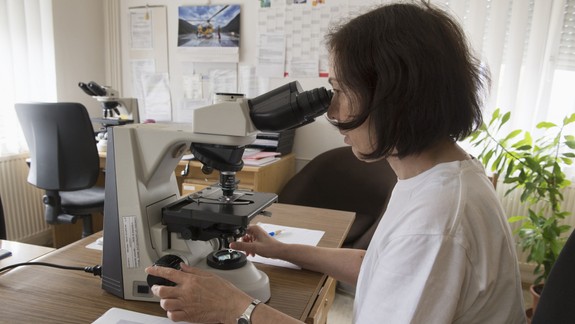 Alergici, pozor. Peľu pribúda najmä v Bratislave či Trnave