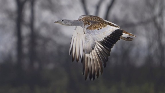 Úžasný pohľad: Pri Bratislave zimuje rekordný počet vzácnych dropov