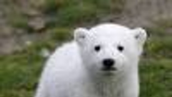 Bielu medvedicu v piatok neprivezú