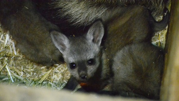 ZOO má nové ušaté prírastky