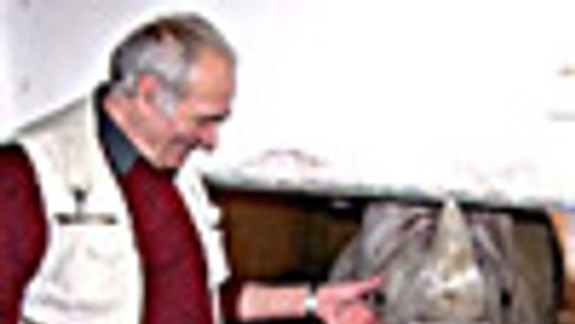 Samicu nosorožca druhýkrát umelo oplodnenili