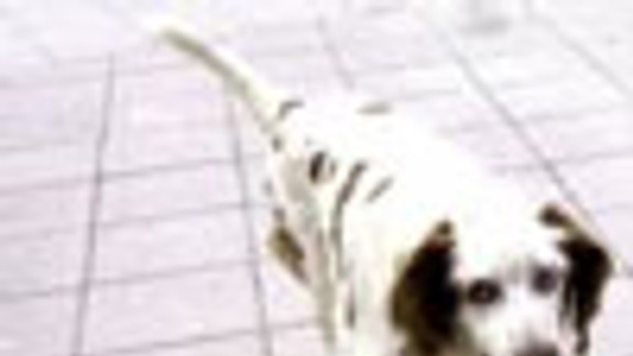 Vlastné dvory majú čisté, psov venčia na ulici