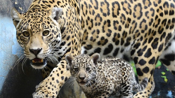 V Zoo Bratislava uhynulo mláďa jaguára amerického