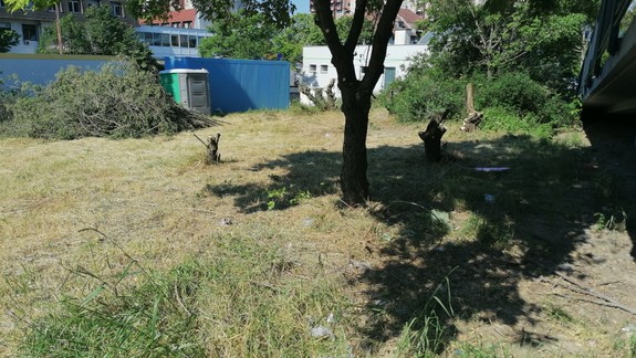 Mesto odstráni vyše 300 inváznych drevín, v týchto dňoch prebieha injektáž