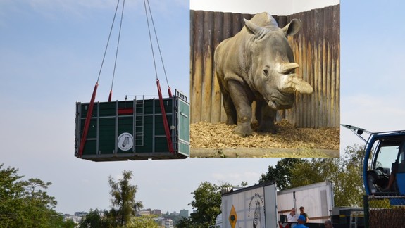 FOTO: Zoologická záhrada v Bratislave má novú samicu nosorožca