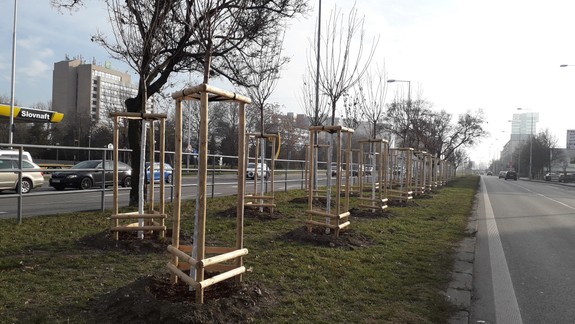 Sú nové stromy na Bajkalskej vysadené na správnom mieste? Pozrite sa, kadiaľ vedie horúcovod