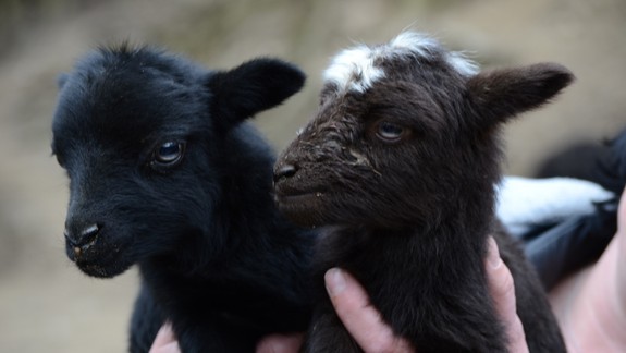 ZOO sa môže pochváliť mláďatkami i ďalšími novinkami