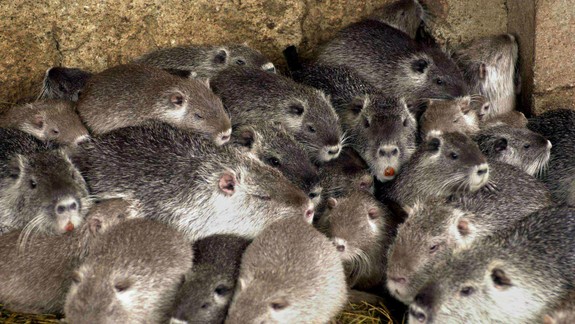 Dobrá správa: Chov kožušinových zvierat na získanie kožušín sa zakáže