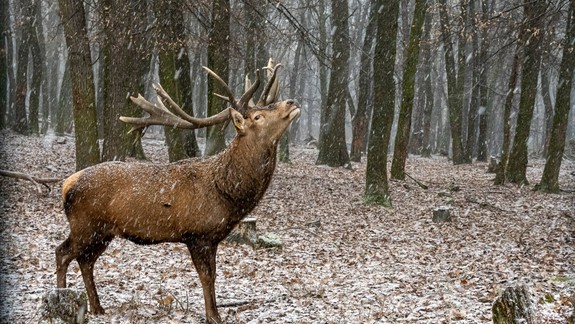 Chystali ste sa cez víkend do ZOO? Nikam nechoďte - bude až do odvolania zatvorené!