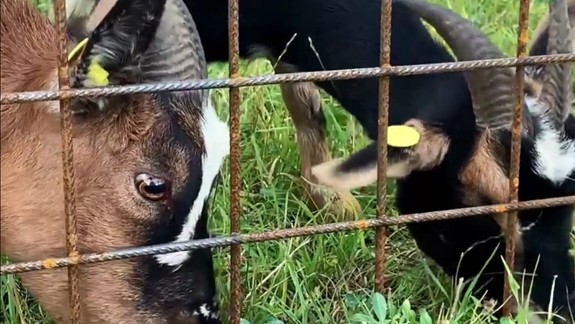 O zeleň pri jazere Rohlík sa starajú aj mestské kozy Wendy a Líza