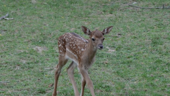 FOTO: Nie sú roztomilé? Pozrite si nové mláďatká v bratislavskej ZOO