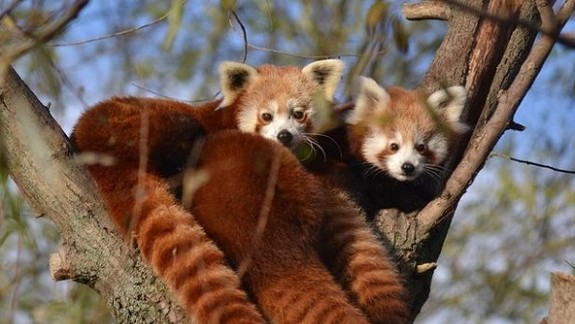 Zimu v zoo znášajú dobre pandy červené, korytnačky ju prespia 