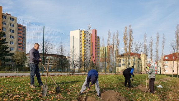 V Dúbravke pribudne viac než 130 nových stromov