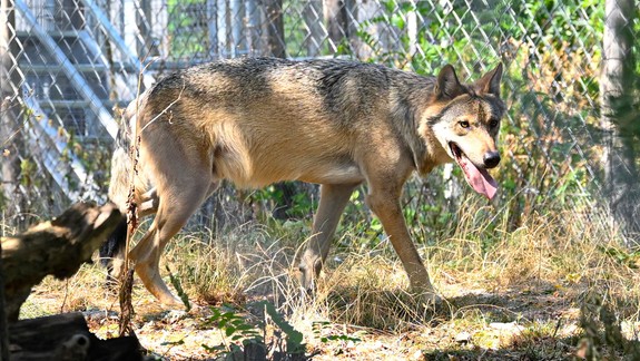 Zoo si pripomenula význam a vzácnosť vlkov podujatím Vlčia hodinka