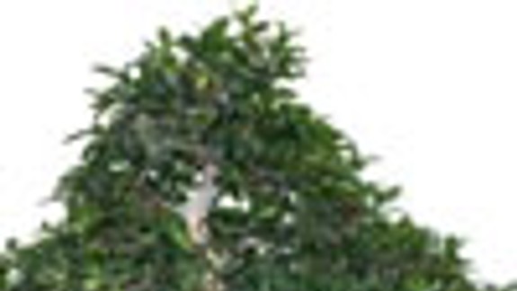 Čarovný svet bonsajov v letnej čitárni