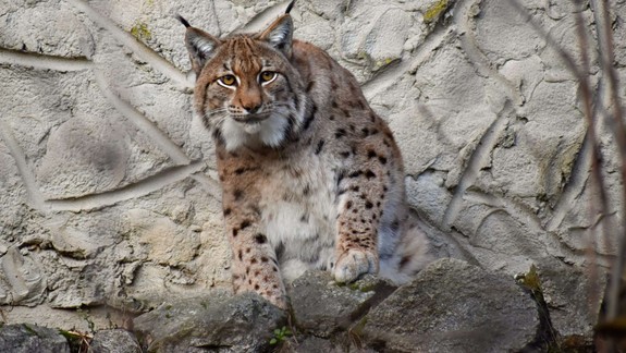 Viete, prečo vás pri vstupe do zoo víta logo s rysom?