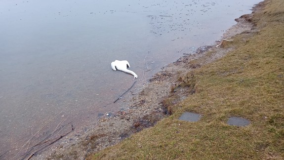 Na Veľkom Draždiaku sa pre opakovaný úhyn labutí neodporúča kúpať ani otužilcom