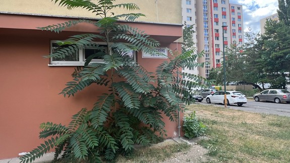 Petržalku trápi nová hrozba: Invázny a jedovatý pajaseň žliazkatý sa šíri ako mor