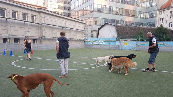 Už ste počuli o canisterapeutických psoch?  Vycvičiť si ich môžu jedine ich majitelia...